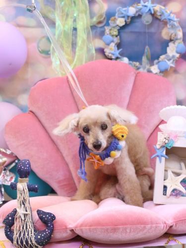 20240804桃果ちゃん